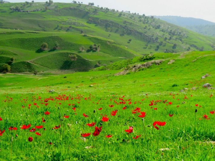 "منظر ربيعي طبيعي لتلال محافظة إربد مغطاة بالزهور البرية الحمراء في شمال الأردن"