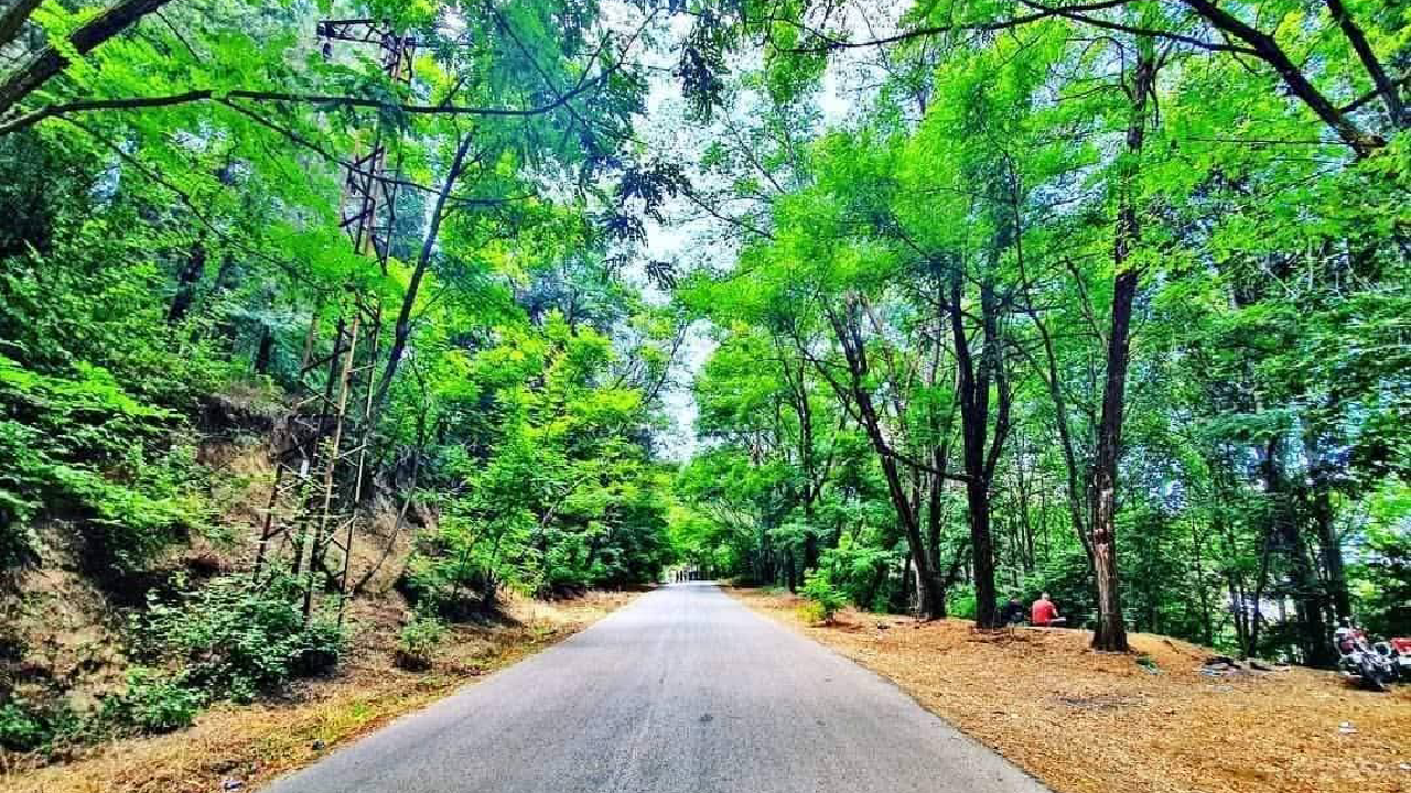 غابات الساحل السوري